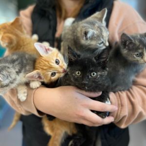 Image post by @whitmanpets on Instagram