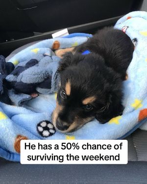 Image post by @booplethesnoot on Instagram