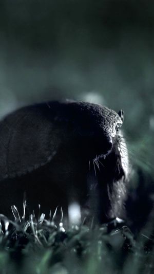 Video post by @bbcearth on Instagram