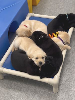 Image post by @canineorg on Instagram