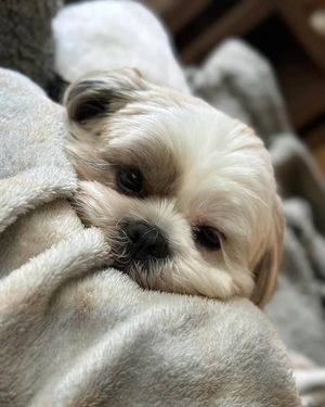 Image post by @evolvepetfood on Instagram