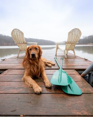 Image post by @evolvepetfood on Instagram