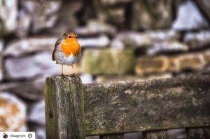 Image post by @rspb on Instagram