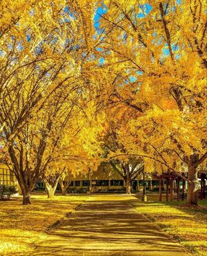 Image post by @sacstate on Instagram
