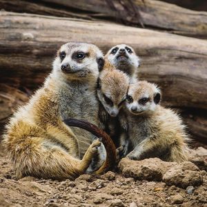 Image post by @sandiegozoo on Instagram