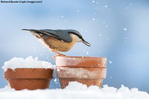 Image post by @rspb on Instagram
