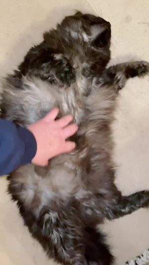 Video post by @livinglocurto on TikTok