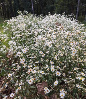Image post by @ahs_gardening on Instagram