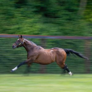 Image post by @juddmonte on Instagram
