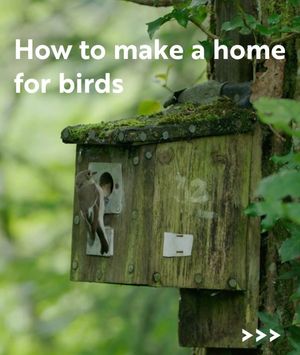 Image post by @rspb on Instagram