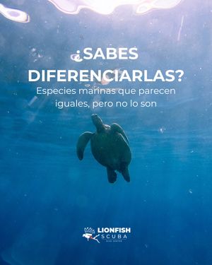 Image post by @lionfishscuba on Instagram
