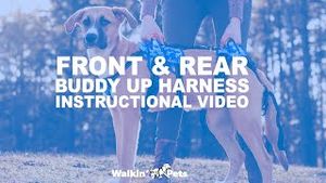 Video post by @walkinpets on YouTube