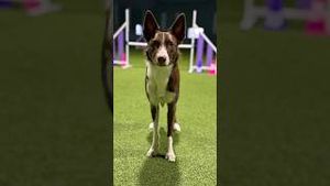 Video post by @dogsthat on YouTube