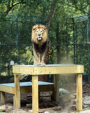 Image post by @bhamzoo on Instagram