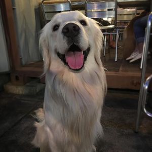 Image post by @mikethewhitegolden on Instagram