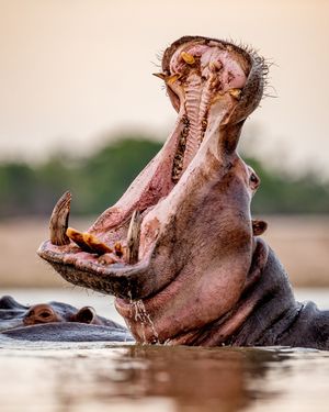 Image post by @discovery on Instagram