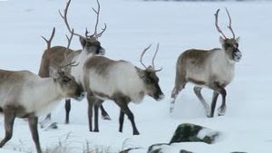 Video post by @bbcearth on YouTube