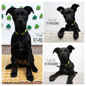 Image post by @northmeckanimalrescue on Instagram