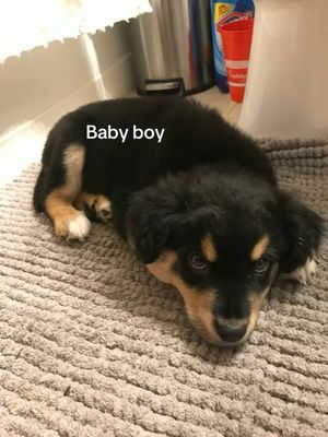Image post by @booplethesnoot on Instagram