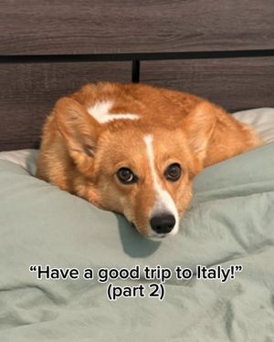 Image post by @ziggy_thecorg on Instagram