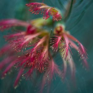 Image post by @bbcearth on Instagram