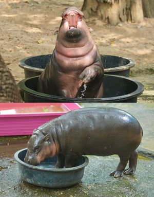 Image post by @khamoo.andthegang on Instagram