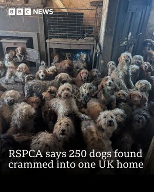 Image post by @bbcnews on Instagram
