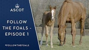 Video post by @ascotracecourse on YouTube