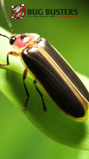 Video post by @bugbustersusa on TikTok