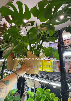 Video post by @wild_mahogany on TikTok