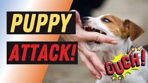 Video post by @dogsthat on YouTube