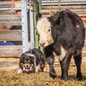 Image post by @nationalwestern on Instagram