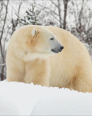 Image post by @thetorontozoo on Instagram