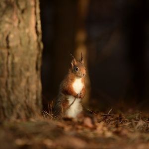 Image post by @rspb on Instagram