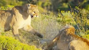 Video post by @bbcearth on YouTube