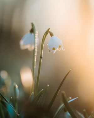 Image post by @tanczacachmura on Instagram