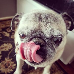 Image post by @drhempdog on Instagram