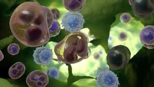 Video post by @Nucleus Medical Media on YouTube