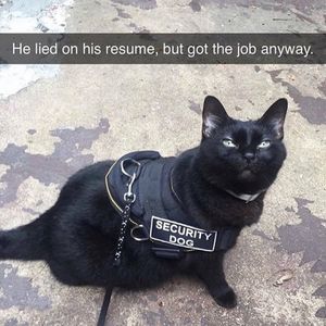 Image post by @9gag on Instagram