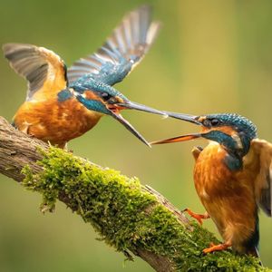 Image post by @bbcearth on Instagram