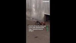 Video post by @laopinionla on YouTube