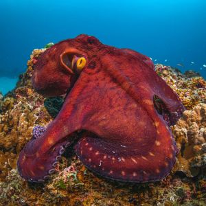 Image post by @discovery on Instagram