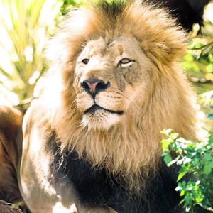 Image post by @sandiegozoo on Instagram