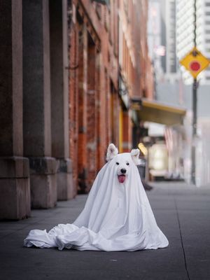 Image post by @littlebearlumi on Instagram