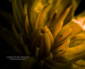 Image post by @lathanuelf_photos on Instagram
