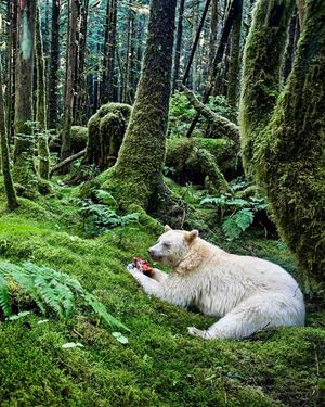 Image post by @paulnicklen on Instagram