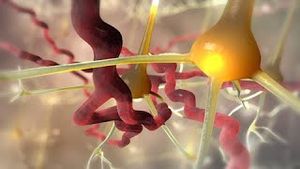 Video post by @nucleusmedicalmedia on YouTube