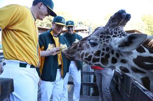 Image post by @athletics on Instagram