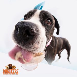 Image post by @dogstersicecream on Instagram