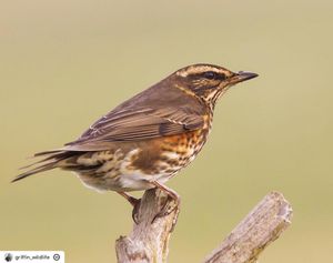 Image post by @rspb on Instagram